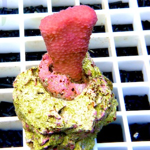 Ablegersteine Ablegersteine