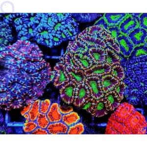 Acanthastrea Acanthastrea