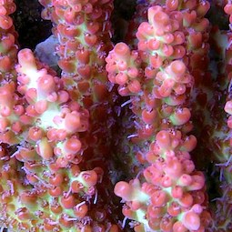 Acropora Acropora