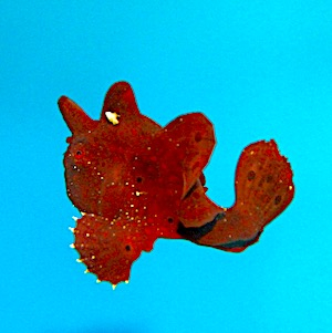 Anglerfische - Antennarius Anglerfische - Antennarius