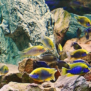 Aquarium Rückwand Aquarium Rückwand