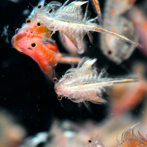 Artemia Artemia