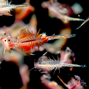 Artemia Futter Artemia Futter