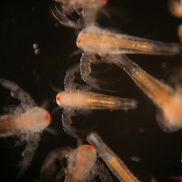 Artemia züchten Artemia züchten