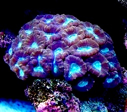 Caulastrea Caulastrea