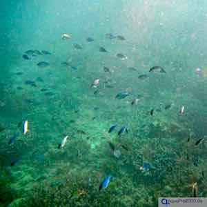 Zooplankton Zooplankton