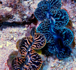 Riesenmuscheln - Tridacna u.a. Riesenmuscheln - Tridacna u.a.