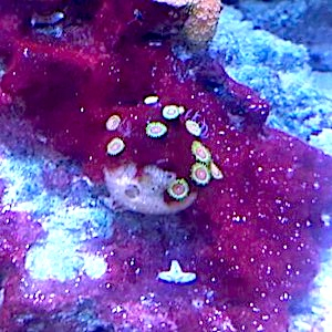 Cyanobakterien bekämpfen Cyanobakterien bekämpfen