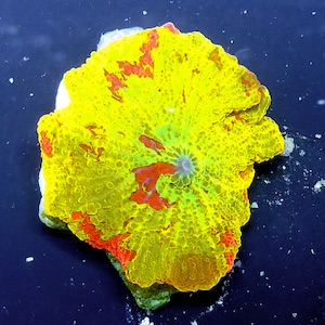 Discosoma Discosoma