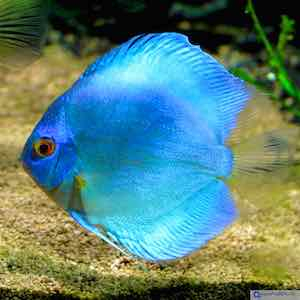 Diskusfische Diskusfische