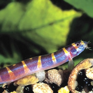 Dornaugen Dornaugen
