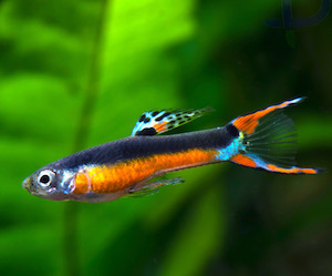 Endlers Guppy Endlers Guppy