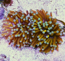 Euphyllia Euphyllia