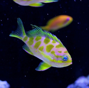 Fahnenbarsche - Anthias Fahnenbarsche - Anthias