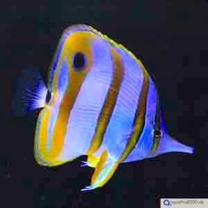 Falterfische Falterfische