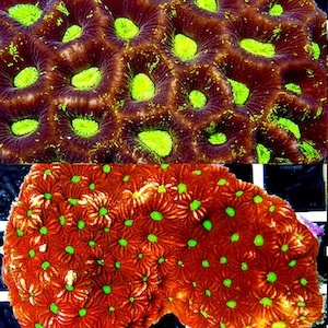 Favia - Favites - Goniastrea Favia - Favites - Goniastrea