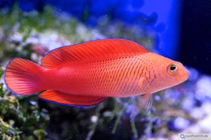 Fische Fische