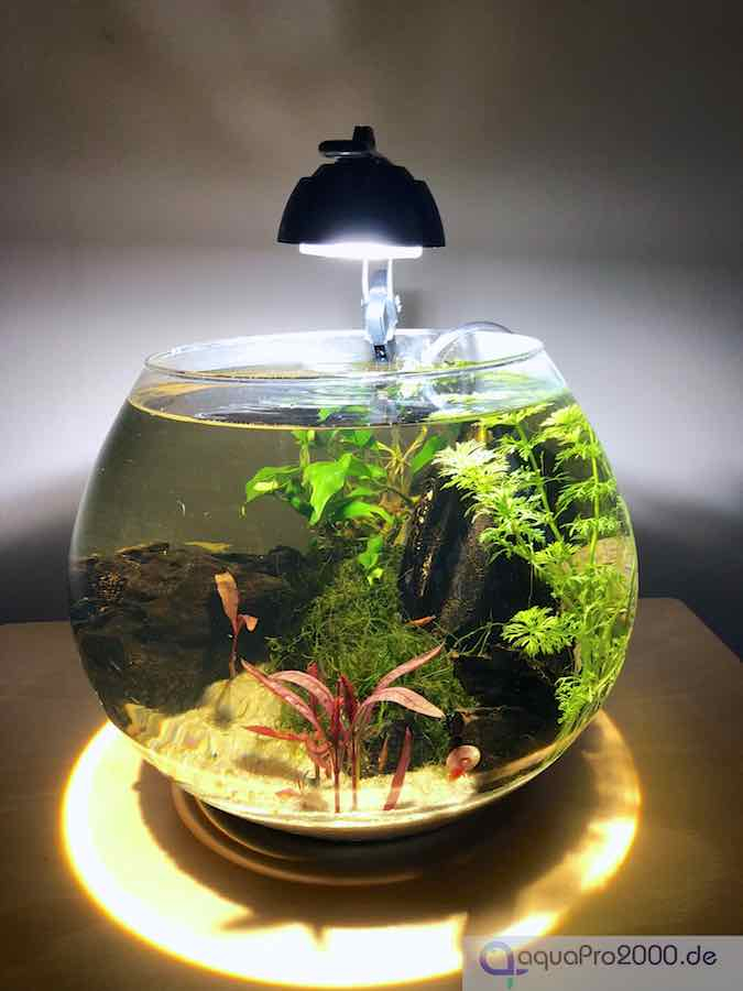 Kugelaquarium - Goldfischglas Kugelaquarium - Goldfischglas