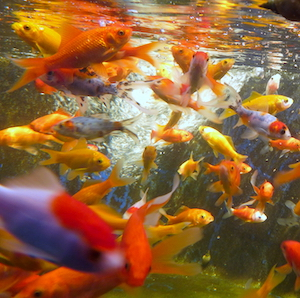 Goldfische Goldfische