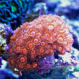 Goniopora - Alveopora Goniopora - Alveopora