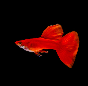 Guppy Guppy