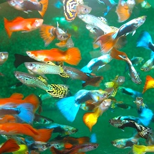 Guppy Männchen Guppy Männchen