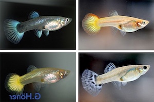 Guppy Weibchen Guppy Weibchen