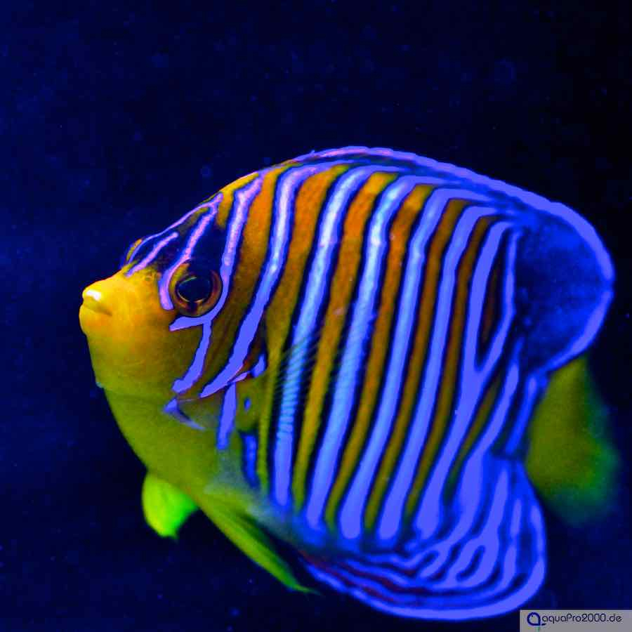 Kaiserfische Kaiserfische