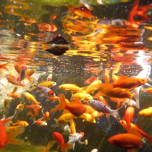 Goldfischfutter Goldfischfutter