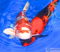 * Koi Shop & Teichfische * Koi Shop & Teichfische