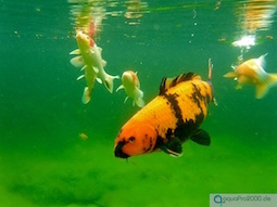 Algen im Teich Algen im Teich