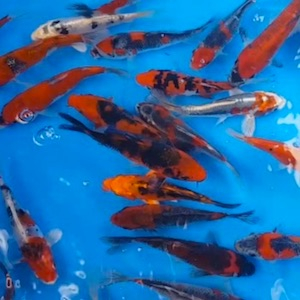 Koi Koi