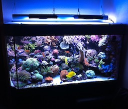 LED Meerwasser Beleuchtung LED Meerwasser Beleuchtung