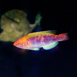 Lippfische Lippfische