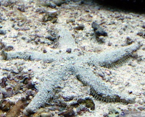Live Sand - Lebender Sand Live Sand - Lebender Sand