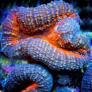 Lobophyllia - Symphyllia - Australophyllia Lobophyllia - Symphyllia - Australophyllia