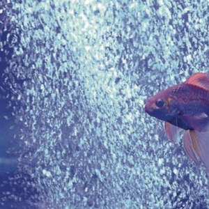 Aquarium Luftpumpe Aquarium Luftpumpe