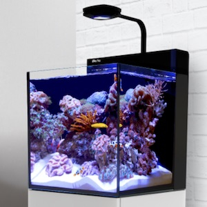 Meerwasseraquarien Meerwasseraquarien