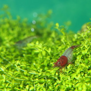 Mini Aquarium Mini Aquarium