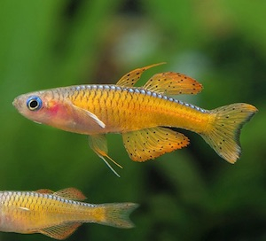 Nano Fische - Minifische Nano Fische - Minifische