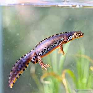 Amphibien Amphibien