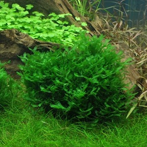 Aquarium Moos Aquarium Moos