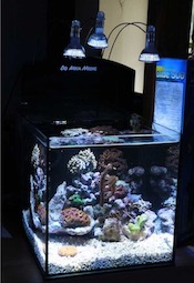 Nano Meerwasseraquarium Nano Meerwasseraquarium