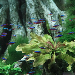 Aquarium Shop Aquarium Shop
