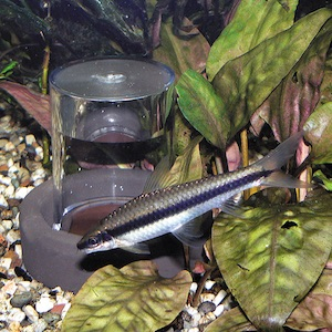 Oxydator Oxydator