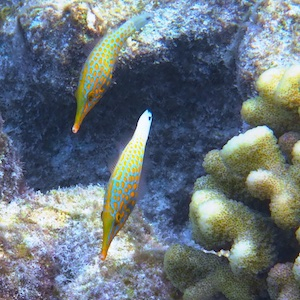 Feilenfische Feilenfische