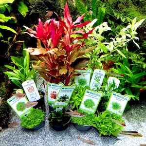Aquarium Pflanzen Set Aquarium Pflanzen Set