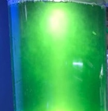 Phytoplankton züchten Phytoplankton züchten