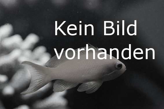 Plattwürmer-Planarien bekämpfen Plattwürmer-Planarien bekämpfen