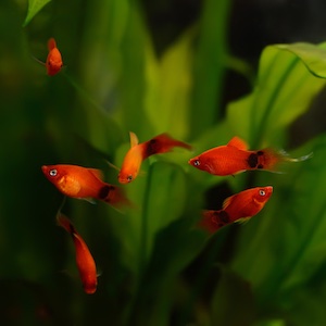 Platy Platy